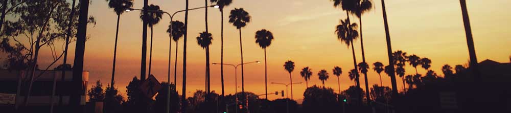 Palmträd i solnedgången.